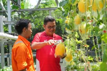 RW 09 Penggilingan Panen 20 Kg Melon Alisa